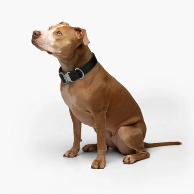 Tactical Dog Collar detail